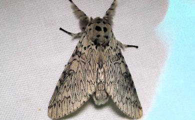 Cerura erminea formosana (Matsumura, 1929) 楊二尾舟蛾