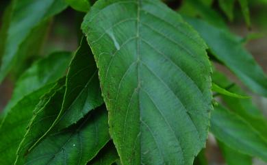 Alnus formosana (Burkill) Makino 臺灣赤楊