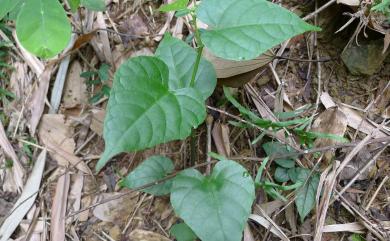 Cissus repens 粉藤