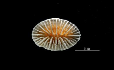 Truncatoflabellum pusillum Cairns, 1989 小截扇珊瑚