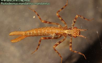 Psolodesmus mandarinus mandarinus 中華珈蟌原名亞種