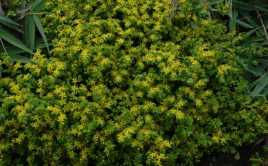 Sedum formosanum N.E.Br. 臺灣佛甲草