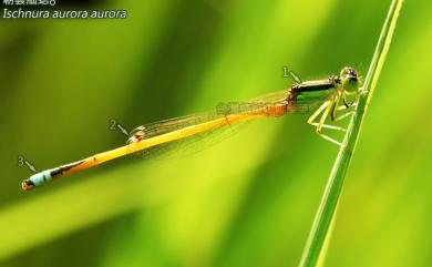 Ischnura aurora aurora (Brauer, 1865) 朝雲細蟌