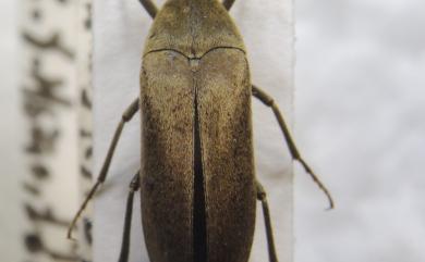 Pelecotoides tokejii (Nomura & Nakane, 1959) 鋸角大花蚤