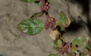 Bergia ammannioides Roxb. 伯格草