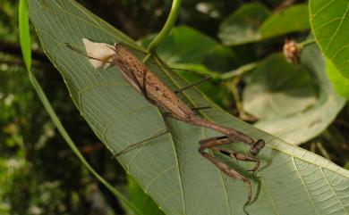 Statilia maculata (Thunberg, 1784) 棕靜螳