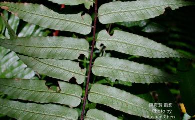 Alsophila podophylla Hook. 鬼桫欏