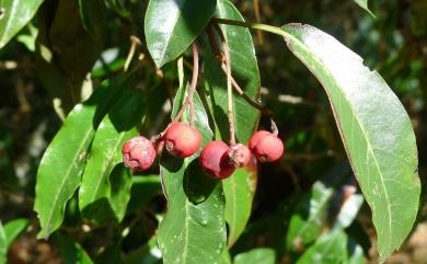 Photinia niitakayamensis Hayata 玉山假沙梨