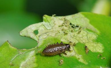 Plagiodera septemvittata Stal, 1858 七帶瓢金花蟲