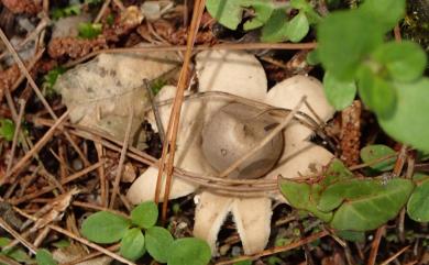 Geastrum fimbriatum 毛嘴地星