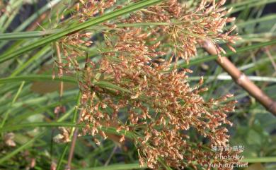 Scirpus ternatanus 大莞草