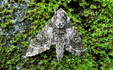 Dolbina formosana Matsumura, 1927 白星天蛾