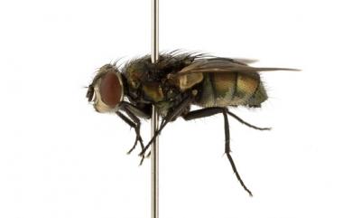 Lucilia cuprina (Wiedemann, 1830) 赤銅綠蠅