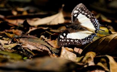 Polyura eudamippus formosana (Rothschild, 1899) 雙尾蛺蝶