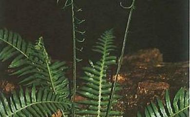 Plagiogyria falcata 倒葉瘤足蕨