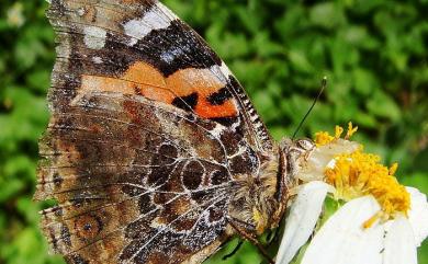 Vanessa indica (Herbst, 1794) 大紅蛺蝶