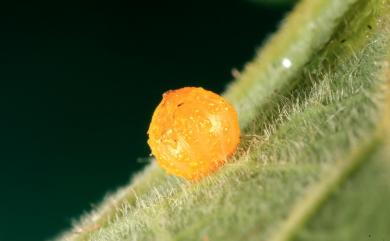 Atrophaneura horishanus (Matsumura, 1910) 曙鳳蝶