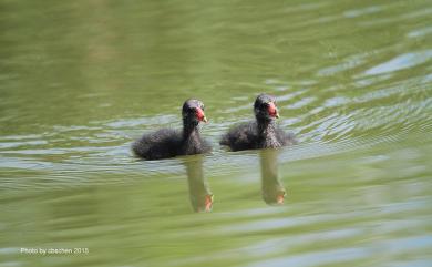 Gallinula chloropus chloropus (Linnaeus, 1758) 紅冠水雞