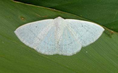 Lomographa margarita (Moore, 1868) 淡灰素尺蛾