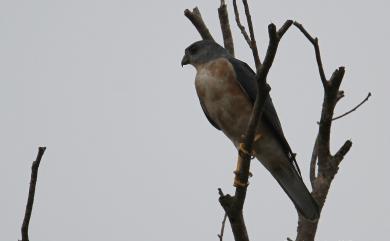 Accipiter soloensis (Horsfield, 1821) 赤腹鷹