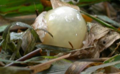 Dictyophora indusiata (Vent.: Pers.) Fisch. 長裙竹蓀