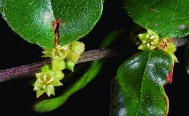 Sageretia thea var. thea (Osbeck) M.C.Johnst. 雀梅藤