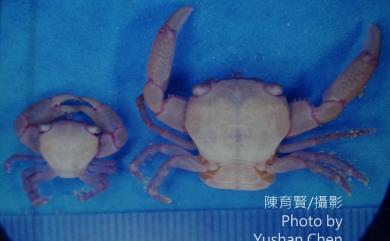 Trapezia serenei Odinetz, 1984 薩氏梯形蟹