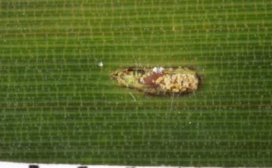 Agonita unicolor (Chujo, 1933) 黑脈翅鐵甲蟲