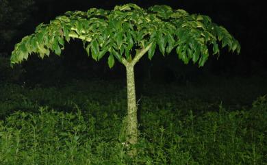 Amorphophallus paeoniifolius 疣柄魔芋