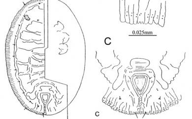 Aleurolobus rhododendri Takahashi, 1934 杜鵑穴粉蝨