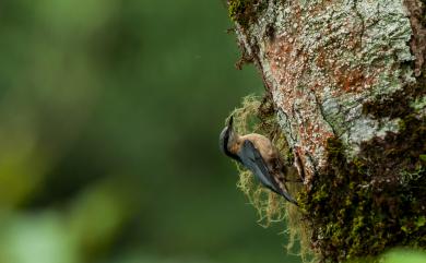 Sitta europaea sinensis (Verreaux, 1871) 茶腹鳾