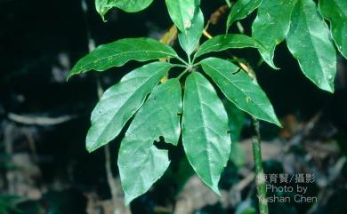 Heptapleurum heptaphyllum (L.) Y.F.Deng 鵝掌柴