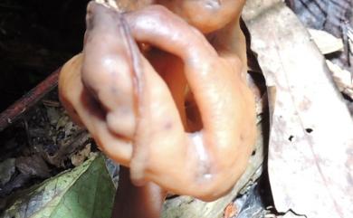 Helvella infula Schaeff. 帶鹿花菌