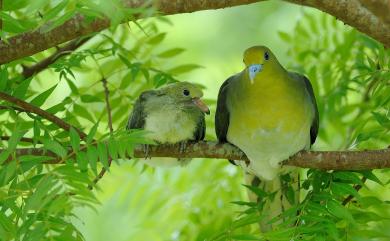 Treron sieboldii sieboldii (Temminck, 1835) 綠鳩