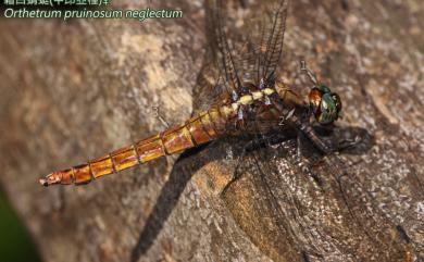 Orthetrum pruinosum neglectum (Rambur, 1842) 霜白蜻蜓中印亞種