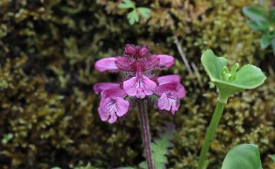 Pedicularis refracta var. transmorrisonensis (Hayata) Hurus. 馬先蒿