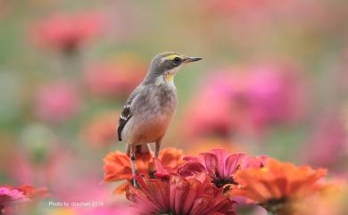 Motacilla tschutschensis taivana 東方黃鶺鴒