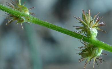 Pupalia micrantha 小花鉤牛膝