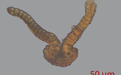 Grimmia elongata G. Kaulf., 1816 長枝紫萼苔