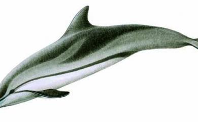 Stenella coeruleoalba (Meyen, 1833) 條紋海豚