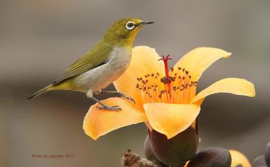 Zosterops japonicus Temminck & Schlegel, 1847 日菲繡眼