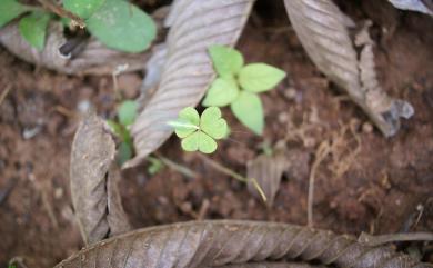 Chrysopidae 草蛉科