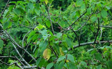 Clerodendrum trichotomum 海州常山