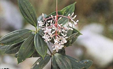 Medinilla hayatana 蘭嶼野牡丹藤