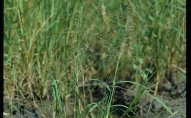 Leptochloa chinensis (L.) Nees 千金子