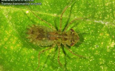 Tramea transmarina euryale 海霸蜻蜓微斑亞種