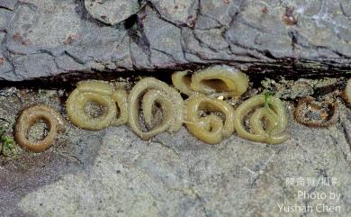 Siphonaria japonica (Donovan, 1824) 日本松螺