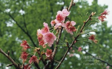 Prunus campanulata 山櫻花