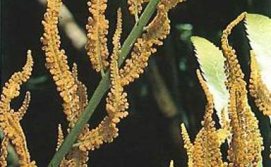 Plenasium banksiifolium (C.Presl) C.Presl 粗齒革葉紫萁