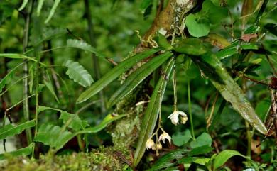 Thrixspermum saruwatarii (Hayata) Schltr. 小白蛾蘭